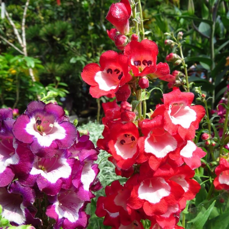 Penstemon, mieszanka (Penstemon gentianoides) nasiona 0,2g (1).jpg