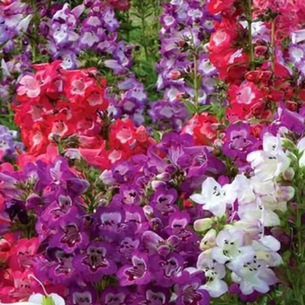 Penstemon, mieszanka (Penstemon gentianoides) nasiona 0,2g (2).jpg