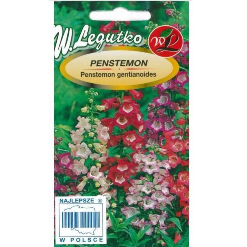 Penstemon, mieszanka (Penstemon gentianoides) nasiona 0,2g (3).jpg