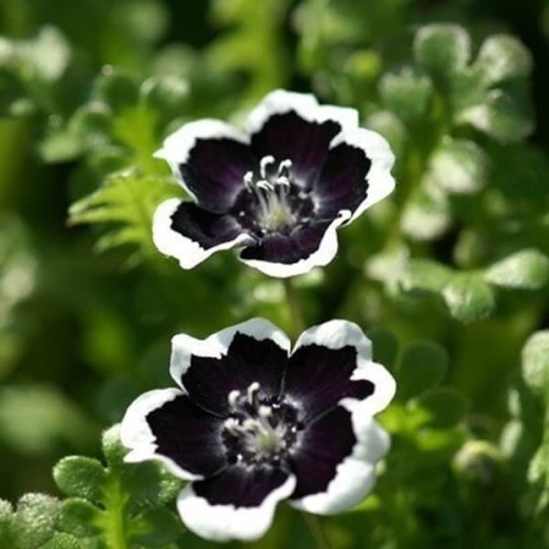 Porcelanka Penny Black nasiona 0,5g