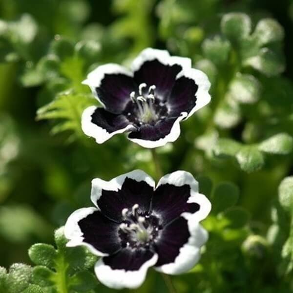 Porcelanka Penny Black (Nemohila discoidalis) nasiona 0,5g (2).jpg