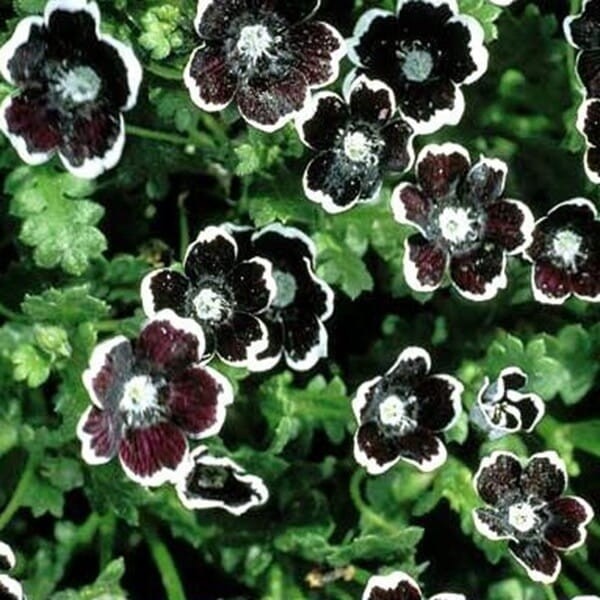 Porcelanka Penny Black (Nemohila discoidalis) nasiona 0,5g (3).jpg