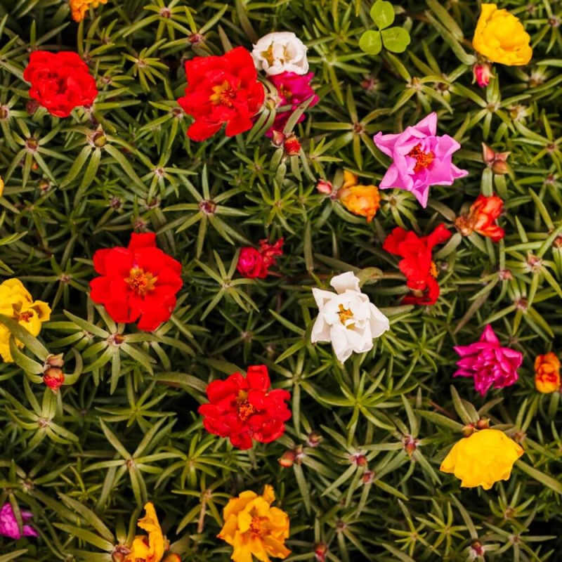 Portulaka wielkokwiatowa półpełna, mieszanka (Portulaca grandiflora) nasiona 0,5g (2).jpg