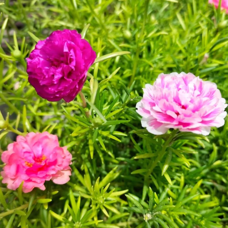 Portulaka wielkokwiatowa półpełna, mieszanka (Portulaca grandiflora) nasiona 0,5g (3).jpg