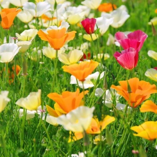 Pozłotka Maczek kalifornijski mieszanka nasiona 1g