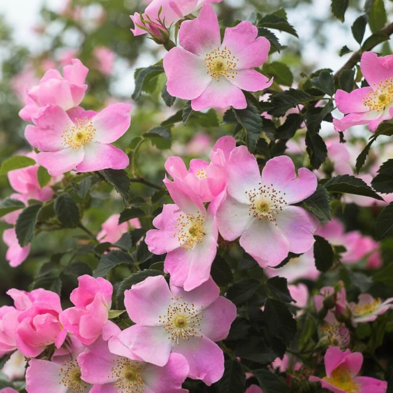 Róża chińska, różowa (Rosea chinesis) nasiona 0,2g (1).jpg