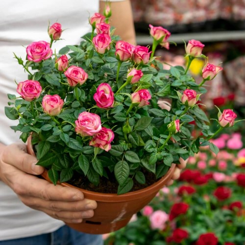 Róża chińska różowa nasiona 0,2g