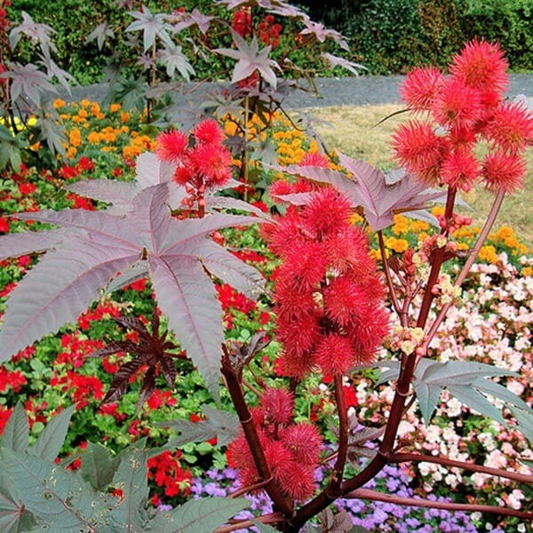 Rącznik czerwonolistny (Ricinus Communis) nasiona 6 sztuk  (1).jpg