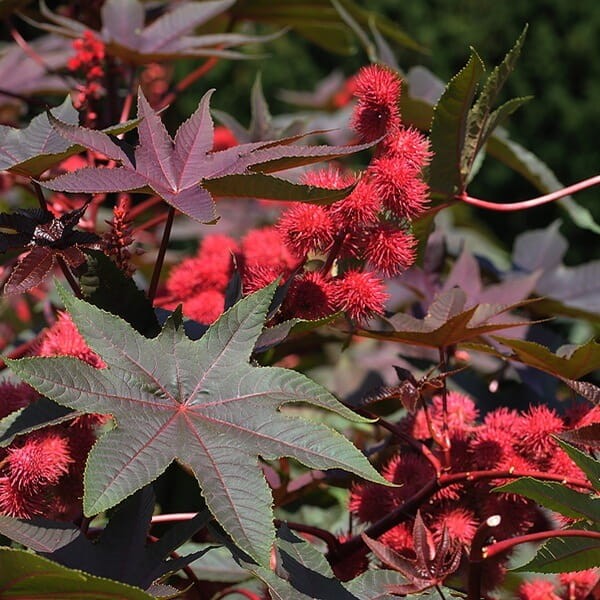 Rącznik czerwonolistny (Ricinus Communis) nasiona 6 sztuk  (6).jpg
