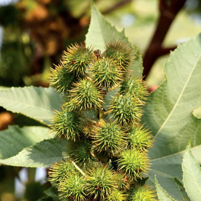 Rącznik zielonolistny (Ricinus Communis) nasiona 6 sztuk (1).jpg