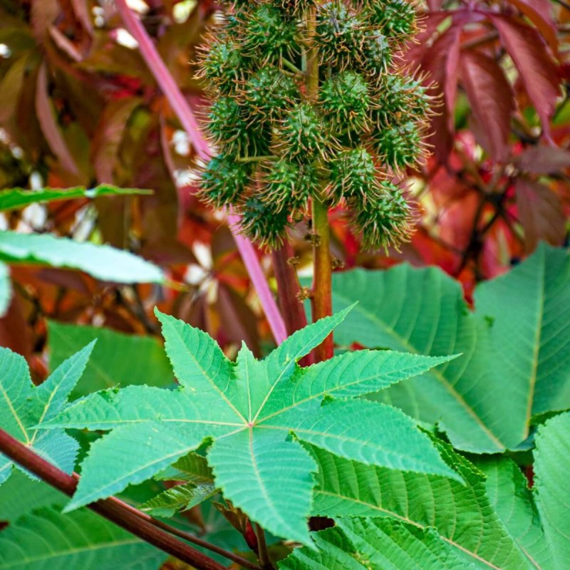 Rącznik zielonolistny (Ricinus Communis) nasiona 6 sztuk (2).jpg
