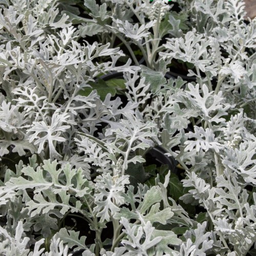 Starzec Popielny Mrozy nasiona 0,2g