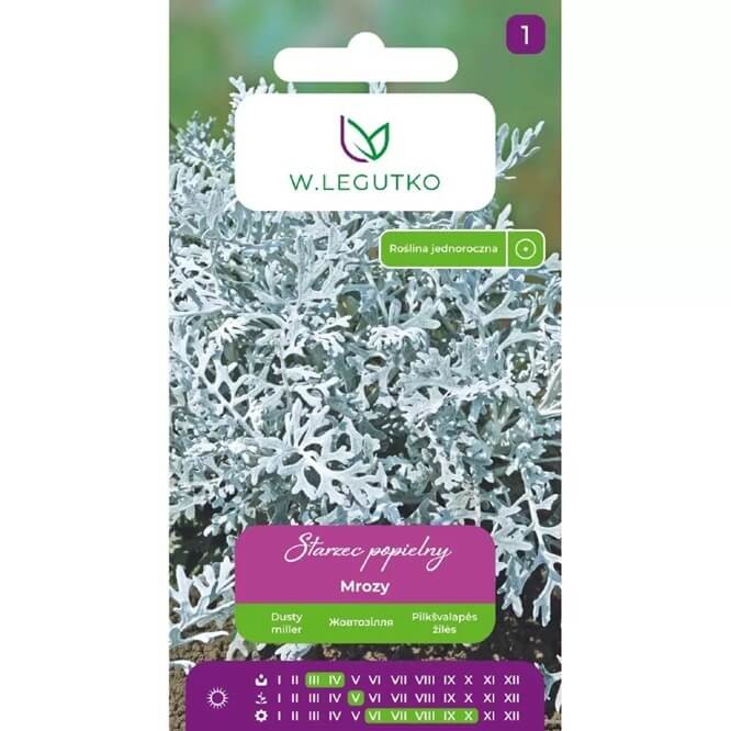 Starzec Popielny Mrozy (Cineraria maritima) nasiona 0,2g (2).jpg