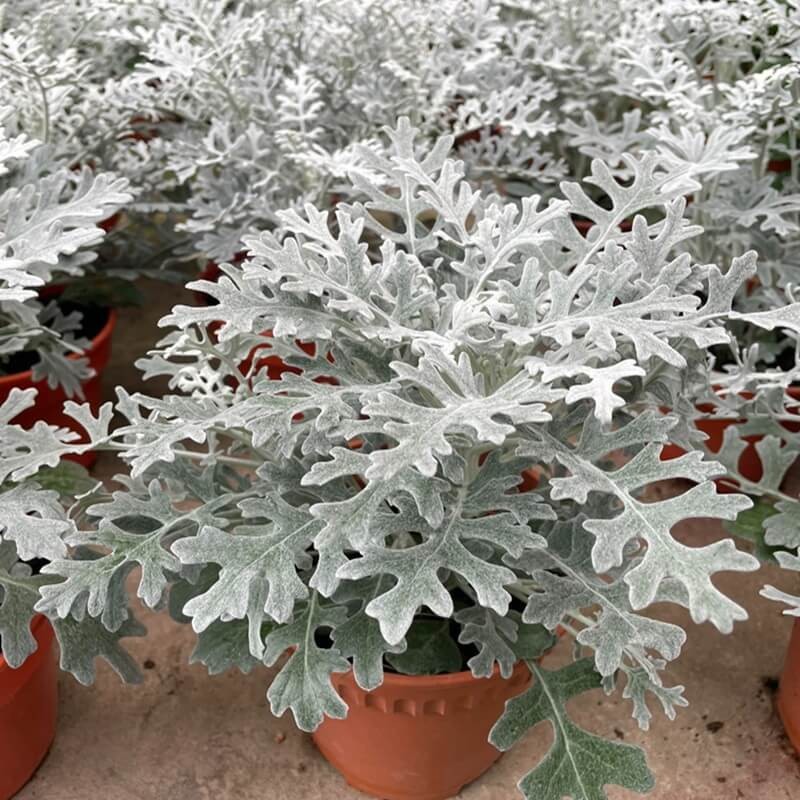 Starzec Popielny Mrozy (Cineraria maritima) nasiona 0,2g (3).jpg