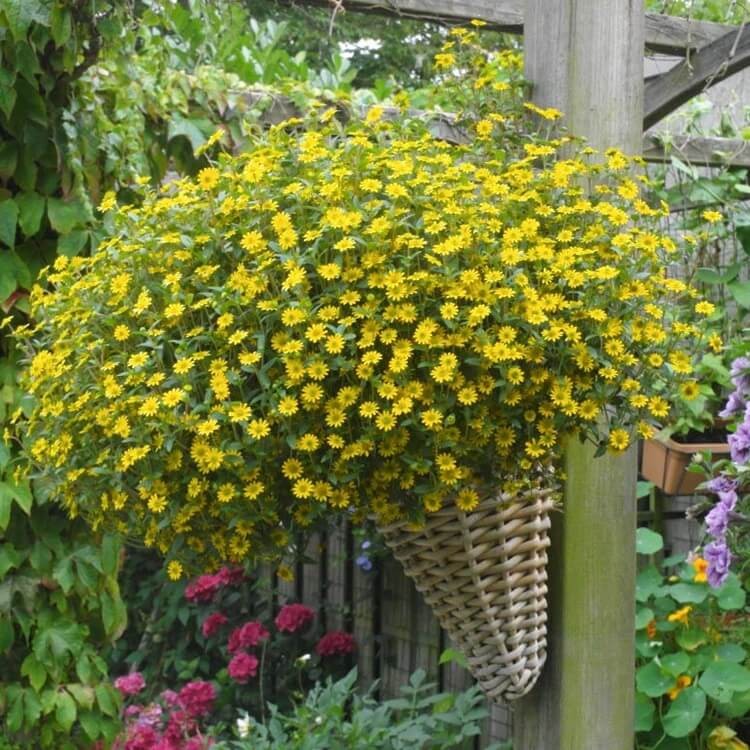 Sanwitalia rozesłana żółta (Sanvitalia procumbens) nasiona 0,3g (2).jpg