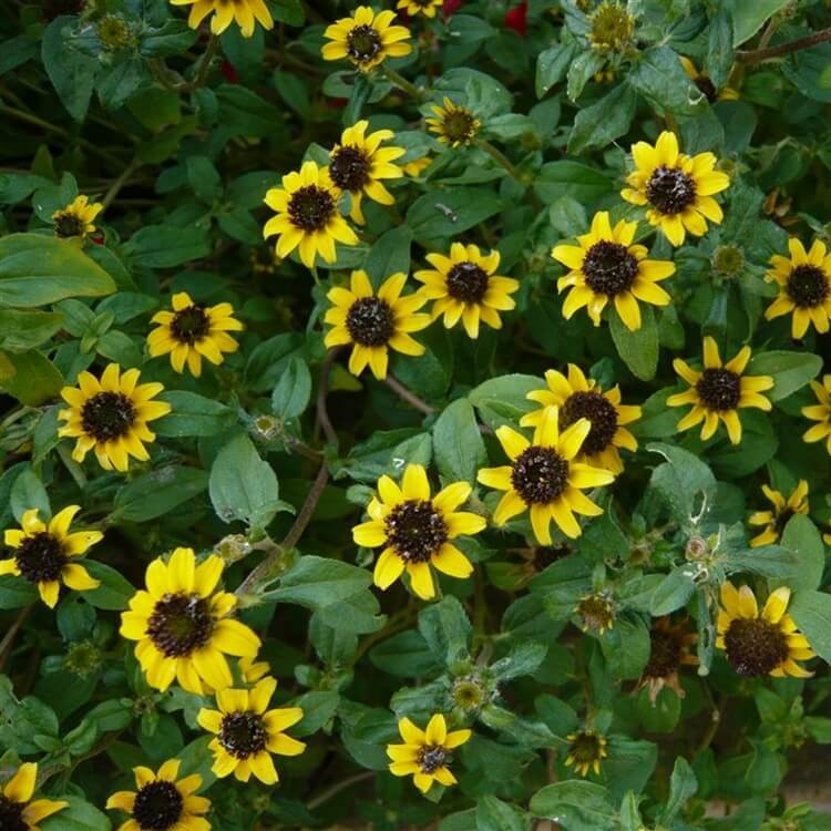 Sanwitalia rozesłana żółta (Sanvitalia procumbens) nasiona 0,3g (3).JPG