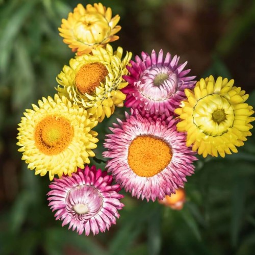 Suchołuska mieszanka nasiona 1g