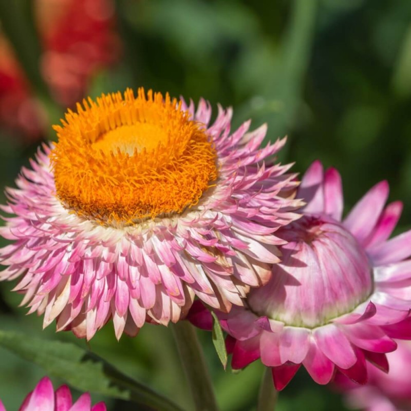 Suchołuska, mieszanka (Helipterum roseum) nasiona 1g (3).jpg