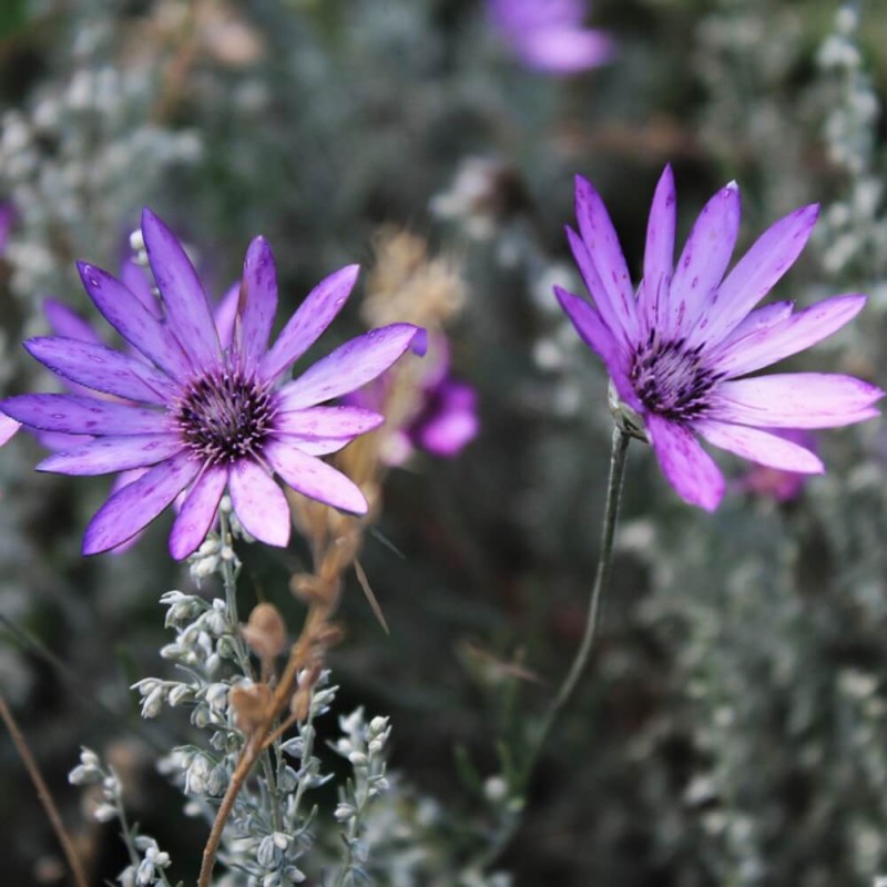Suchokwiat roczny, mieszanka (Xeranthemum annuum) nasiona 0,5g (2).jpg