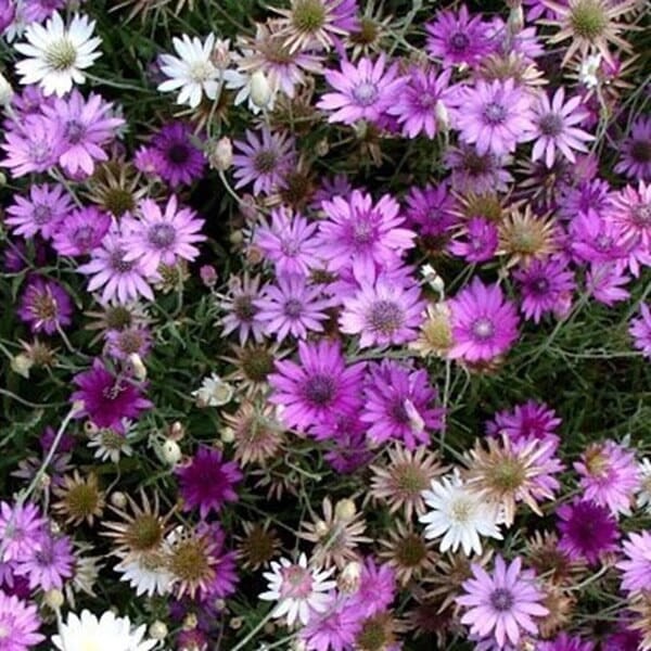 Suchokwiat roczny, mieszanka (Xeranthemum annuum) nasiona 0,5g (3).jpg