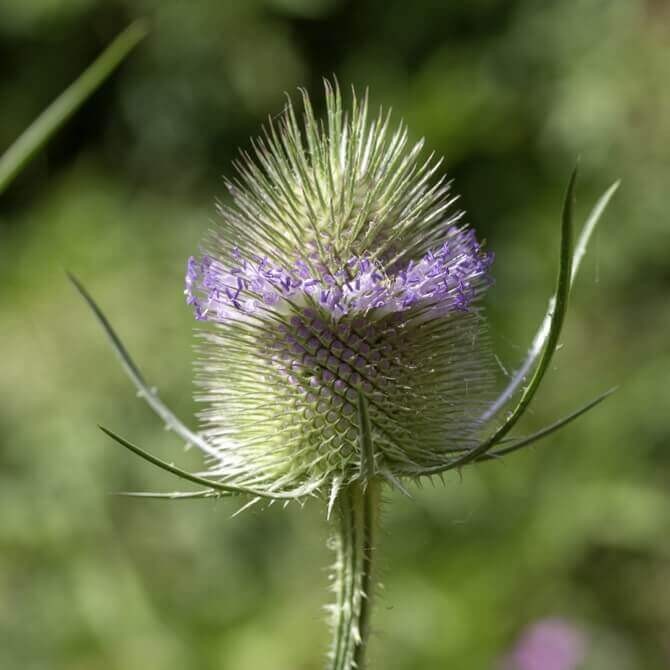 Szczeć różowa (Dipsacus sativus) nasiona 0,5g (3).jpg