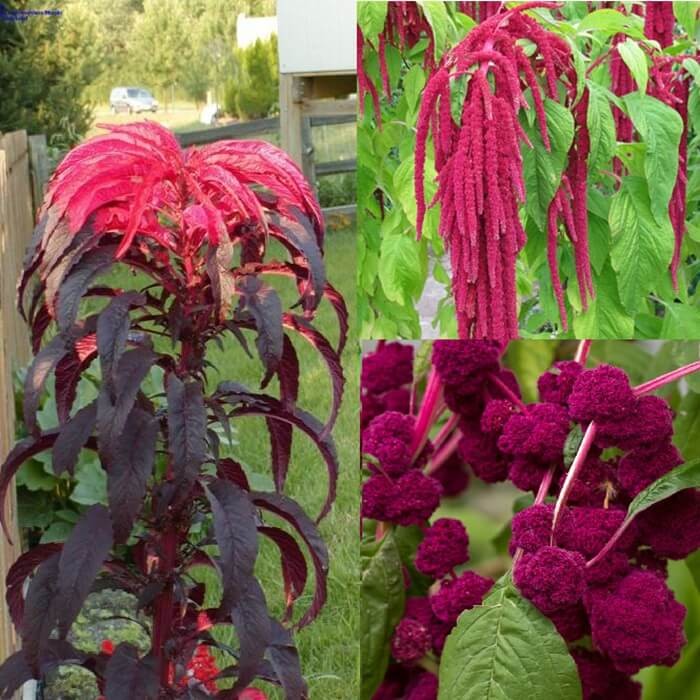 Szarłat, mieszanka gatunków (Amaranthus) 0,5g nasiona LUX (3).jpg
