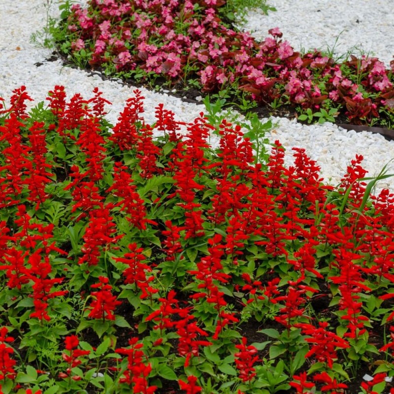 Szałwia błyszcząca, czerwona CZARDASZ (Salvia splendts) nasiona 0,3g (1).jpg