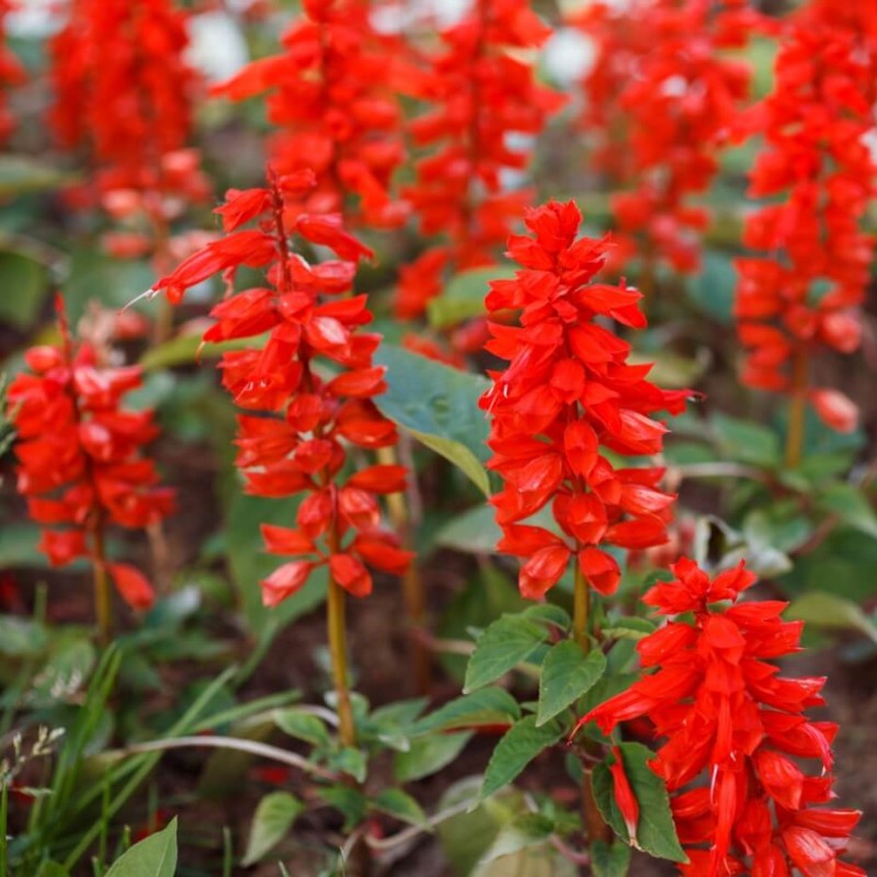 Szałwia błyszcząca, czerwona CZARDASZ (Salvia splendts) nasiona 0,3g (2).jpg