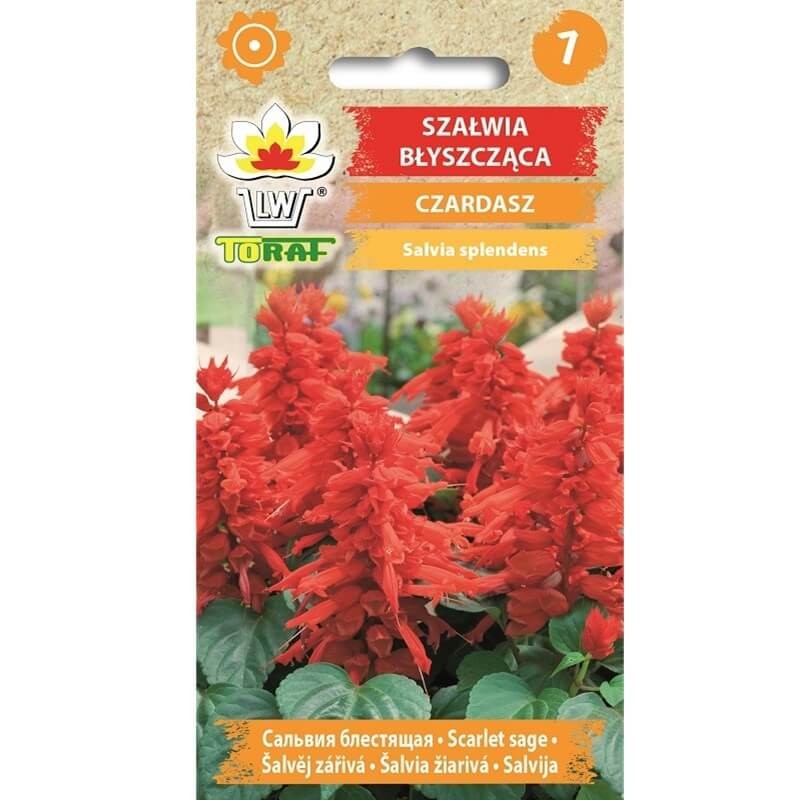Szałwia błyszcząca, czerwona CZARDASZ (Salvia splendts) nasiona 0,3g.jpg