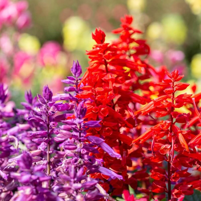 Szałwia błyszcząca, mieszanka (Salvia splens) nasiona 0,3g (2).jpg