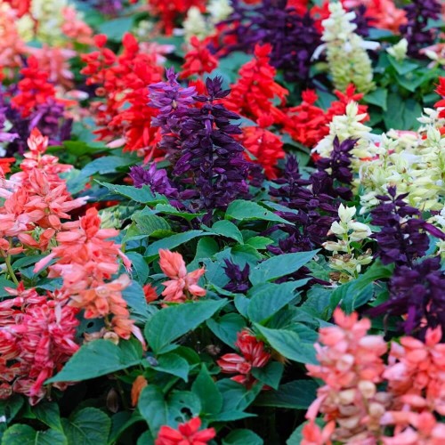 Szałwia błyszcząca, mieszanka (Salvia splens) nasiona 0,3g