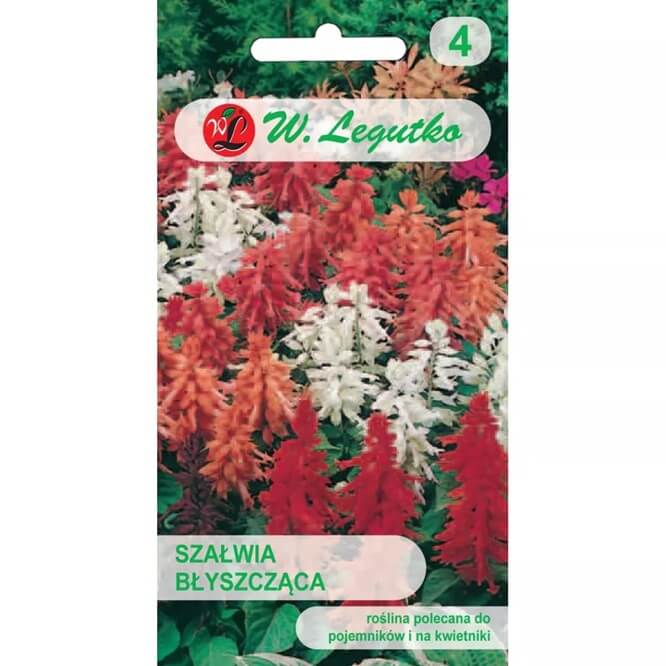 Szałwia błyszcząca, mieszanka (Salvia splens) nasiona 0,3g.jpg