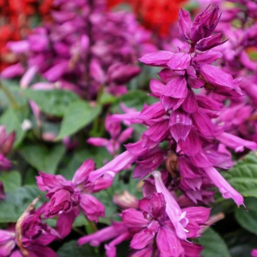 Szałwia błyszcząca różowa nasiona 0,5g