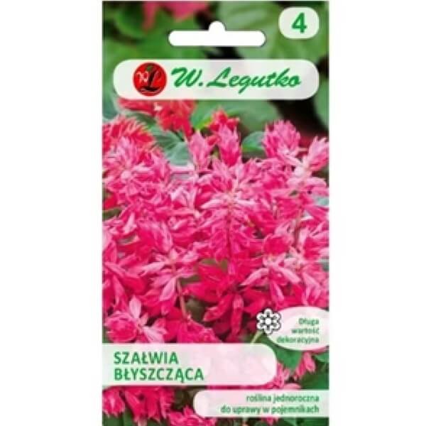 Szałwia błyszcząca, różowa (Salvia splens) nasiona 0,5g (3).jpg