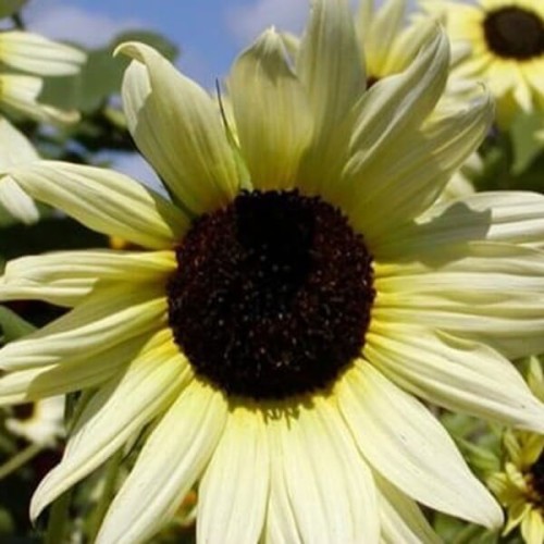 Słonecznik ogórkolistny VANILLE ICE 0,5g