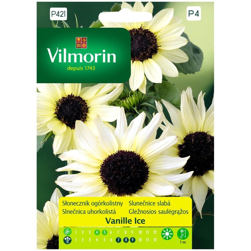 Słonecznik ogórkolistny VANILLE ICE (Helianthus debilis) 0,5g (2).jpg