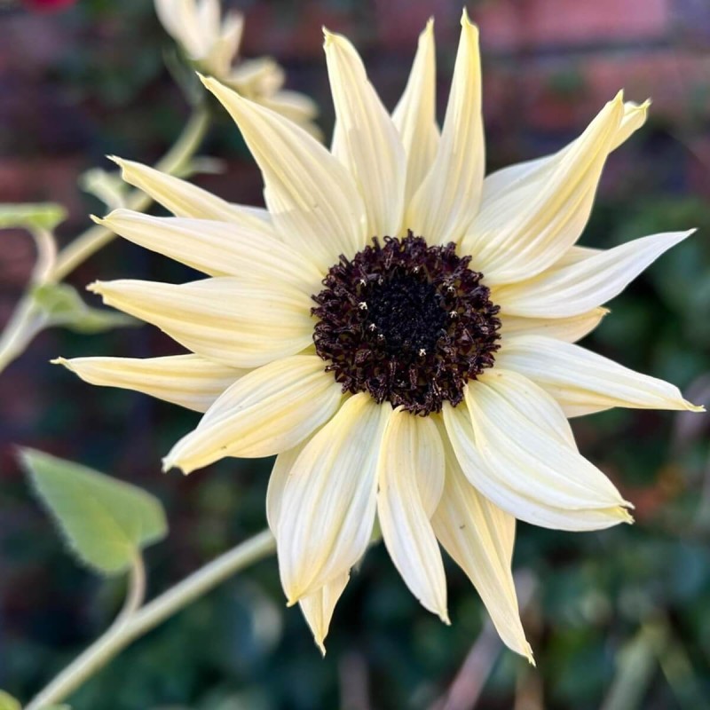 Słonecznik ogórkolistny VANILLE ICE (Helianthus debilis) 0,5g (3).jpg