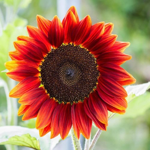 Słonecznik ozdobny Red Sun czerwony 2g