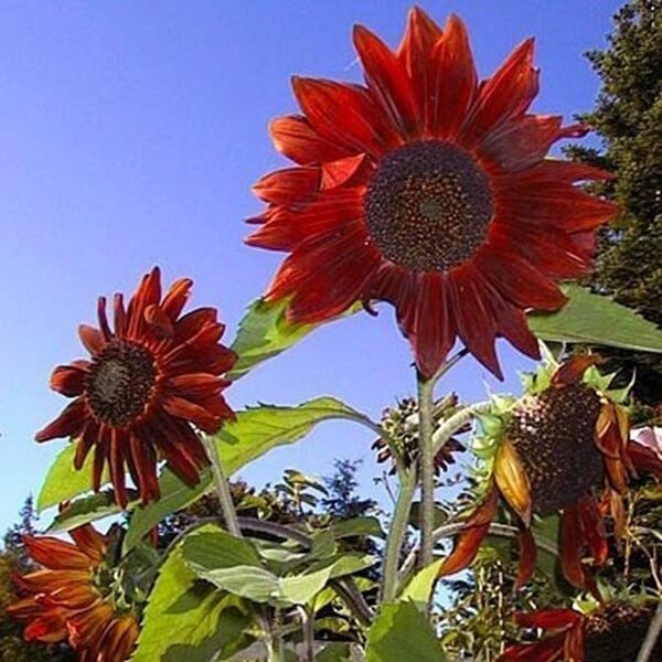 Słonecznik ozdobny (Helianthus annus) Red Sun czerwony 2g (2).jpg