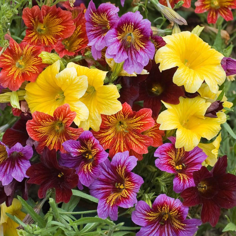 Tujałka zmienna Bolero mieszanka (Salpiglossis Sinuata) nasiona 0,5g (2).jpg