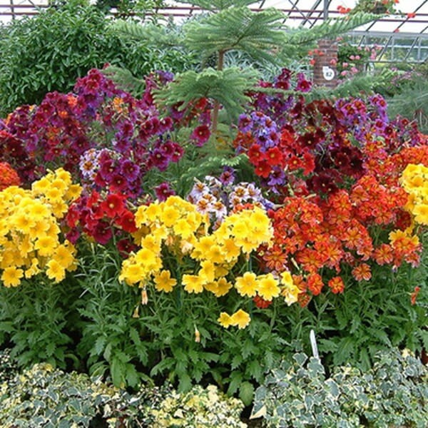 Tujałka zmienna Bolero mieszanka (Salpiglossis Sinuata) nasiona 0,5g (3).jpg