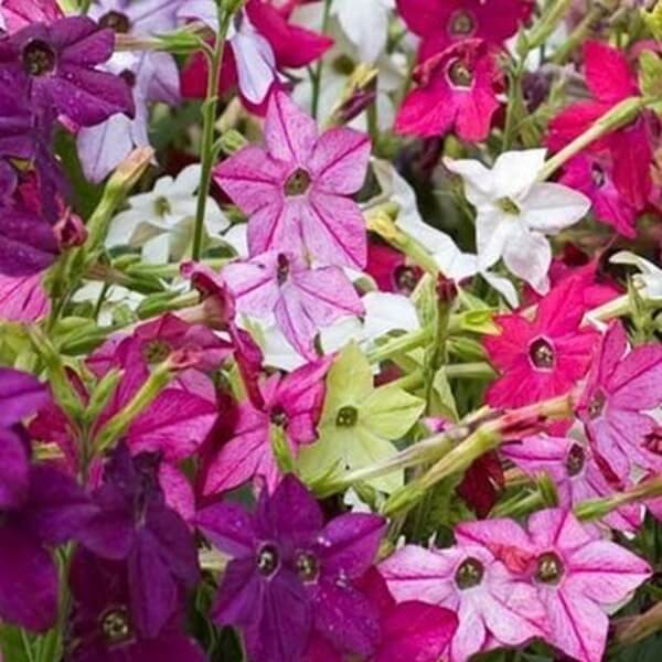 Tytoń ozdobny, mieszanka (Nicotiana x sanderae) nasiona 0,5g (2).jpg