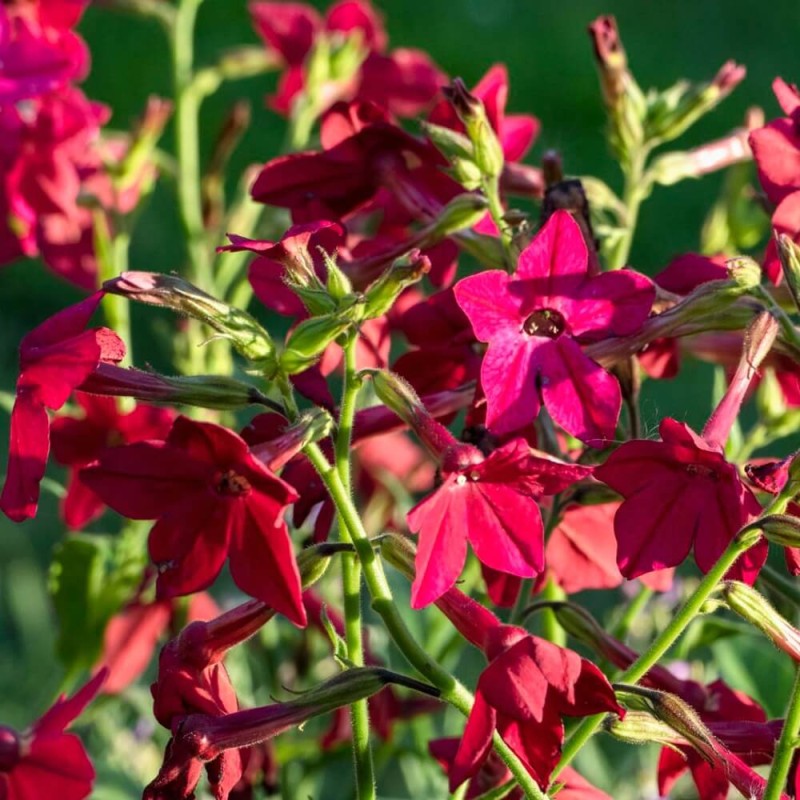 Tytoń ozdobny, mieszanka (Nicotiana x sanderae) nasiona 0,5g (3).jpg