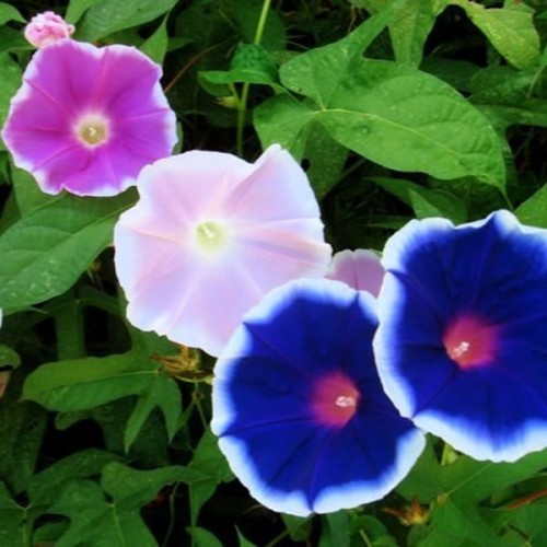 Wilec Purpurowy MORNING CALL nasiona 1g