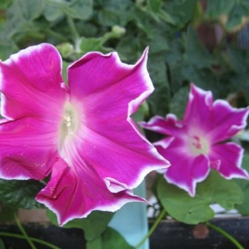 Wilec Red Picotee nasiona 1g