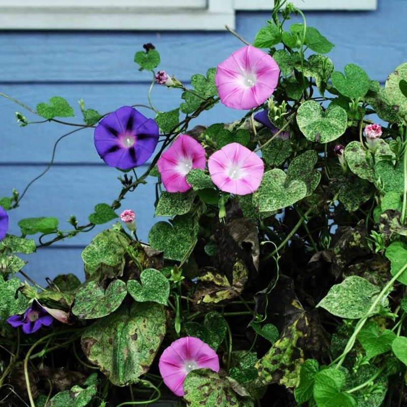 Wilec Purpurowy red picotee (Ipomoea) nasiona 1g (7).jpg