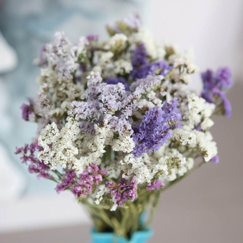 Zatrwian wrębny, biały (Limonium sinutum) nasiona 0,3g (1).jpg