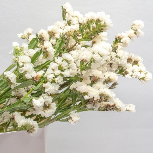 Zatrwian wrębny biały nasiona 0,3g