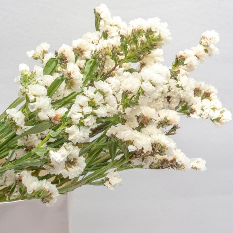 Zatrwian wrębny, biały (Limonium sinutum) nasiona 0,3g (2).jpg