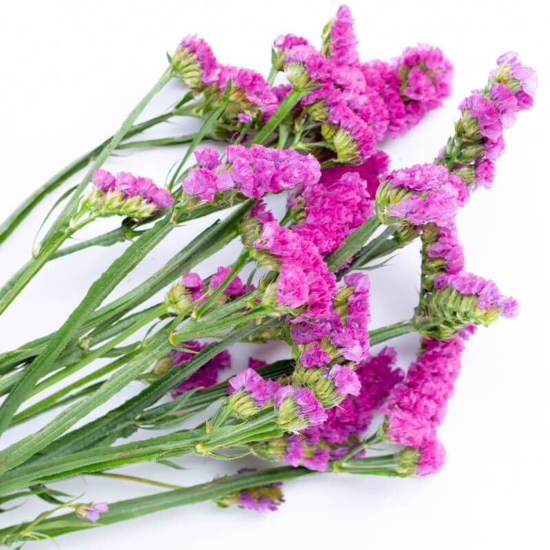 Zatrwian wrębny, różowy (Limonium sinutum) nasiona 0,3g (4).jpg